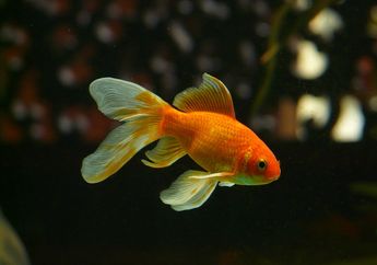 Arti Mimpi tentang Ikan Mas Selalu Dikaitkan dengan Keberuntungan, Faktanya Justru Menyiratkan Tanda Bahaya, Simak Makna Sebenarnya!