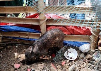 6 Orang Kebacut Lepas Baju Bareng di Kebun Demi Tangkap Babi Ngepet di Depok, Polisi Justru Bantah Kesaksian Warga: Babinya Normal, Memang Ukurannya Kecil
