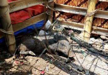 Lehernya Dipotong, Babi Ngepet Kembali Bikin Ulah hingga Buat Warga Panik, Terungkap Fakta Dibaliknya!