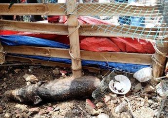 Bikin Masyarakat Depok Heboh hingga Lepas Baju dan Celana Demi Tangkap Babi Ngepet, Seorang Ibu Viral Beri Kesaksian: Saya Sudah Pantau, Dia Nganggur Tapi Uangnya Banyak!