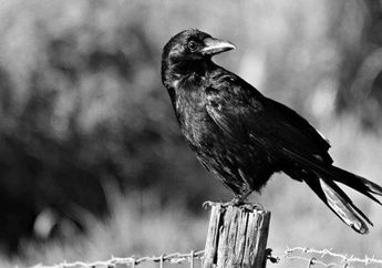 Wajib Hati-hati saat Melakukan Sesuatu, Inilah Arti Mimpi Menembak Burung Menurut Primbon Jawa, Ternyata Miliki Pertanda Baik hingga Buruk