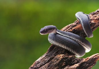 Arti Mimpi Makan Daging Ular yang Sering Dialami, Tanda Dapat Keberuntungan atau Kesialan ya?