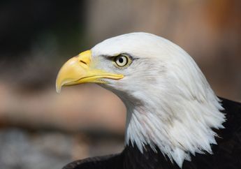 Punya Pertanda Baik dan Positif, Inilah Arti Mimpi Melihat Burung Elang yang Tak Diduga-duga, Menggambarkan Kebangsawanan dan Kebanggaan si Pemimpi !