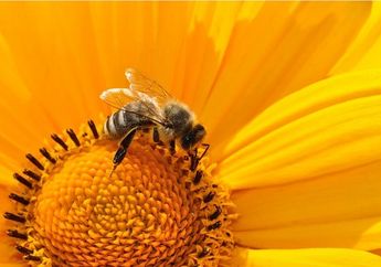 Arti Mimpi Disengat Lebah, Jangan Buru-buru Berprasangka Buruk Ternyata Bisa Jadi Tanda Peringatan Ini, Simak Penjelasannya