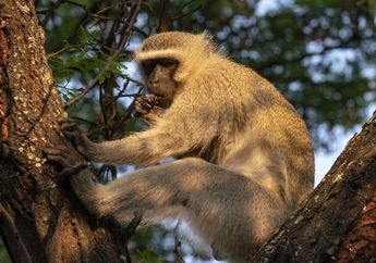 Hati-hati! Arti Mimpi Bertemu Monyet Punya Beragam Makna Kesialan, Termasuk Kesehatan Akan Terganggu