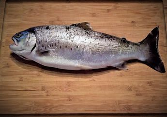 Anti Ribet! Ini 4 Cara Menyimpan Ikan di Kulkas Agar Tidak Gampang Busuk, Pengemasan yang Benar Jadi Kuncinya