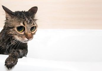Kucing Sebaiknya Dimandikan Berapa Kali Sebulan? Ini Jawabannya!
