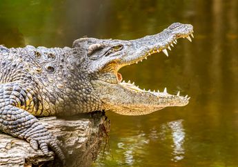 Berikut Arti Mimpi Melihat Buaya, Ternyata Bisa Jadi Tanda Pengkhianatan dari Seseorang, Hati-hati!