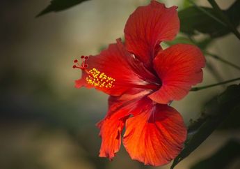 Nyesel Baru Tahu Sekarang! Kembang Sepatu Ternyata Bermanfaat untuk Kecantikan Kulit, Rasakan Sendiri Perubahan yang Luar Biasa Ini