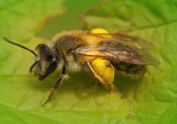 Mesti Ekstra Hati-hati, Inilah Arti Mimpi Tawon yang Membawa Kabar Buruk hingga Penderitaan