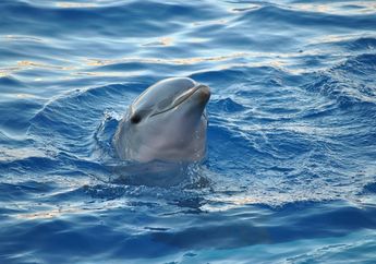 Arti Mimpi Lumba-lumba yang Serba Menyenangkan, dari Bertemu Jodoh hingga Bebas Masalah Kesehatan