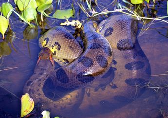 Ular yang Terkesan Menyeramkan, Arti Mimpi Anakonda Berkaitan Soal Musuh dan Orang yang Berbahaya