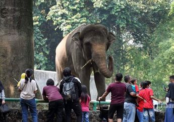 Asyik Taman Satwa Ragunan Buka Lagi di Masa PPKM Level 2! Ini Cara Praktis Daftar Online Sekaligus Untuk 5 Orang Cuma Modal KTP