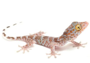  Cuma Modal Air Dingin di Rumah, Kamu Bisa Basmi Cicak yang Berkeliaran, Begini Caranya! 