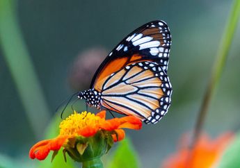 Seindah Bentuknya, Arti Mimpi Melihat Kupu-Kupu Jadi Pertanda Kebahagiaan dan Kesuksesan dalam Hidup