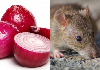 Pakai Bawang Sampai Lada, Inilah Cara Mengusir TIkus di Rumah Tanpa Menggunakan Racun, Dijamin Nggak Akan Balik Lagi!