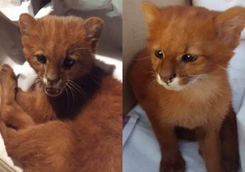 Selamatkan Anak Kucing dengan Bulu Warna Langka, Sang Pemilik Kaget Bukan Main Saat Dokter Hewan Ungkap Peliharaannya Ternyata Spesies Lain