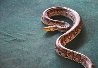 Arti Mimpi Digigit Ular Ternyata Berkaitan dengan Hal Ini, Hati-hati Bisa Membawa Pertanda Kurang Baik !