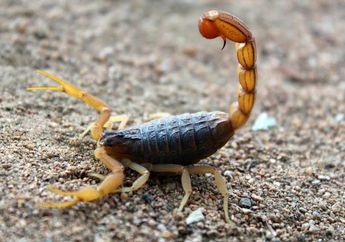 Karier Pemilik Zodiak Scorpio Kemungkinan Harus Jalan di Tempat Minggu Ini, Para Jomblo Bakal Dapat Cinta Baru