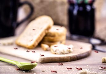 Cuma Modal Cuka dan Jus Lemon, Semut Bandel di Dapur Nggak Akan Balik Lagi, Ikuti Cara Berikut Ini!