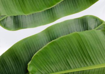  Nyesel Baru Tahu, Daun Pisang Ternyata Menyimpan Manfaat Luar Biasa untuk Kecantikan Wajah, Salah Satunya Ampuh Menghilangkan Jerawat, Begini Caranya!