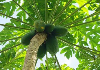 Tolong Jangan Sampai Nyesel Seumur Hidup, Selain Nikmat Disantap, Ternyata Daun Pepaya Justru Bisa Sangat Berbahaya Bagi Tubuh, Simak Penjelasannya!