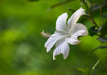 5 Arti Mimpi Menanam Bunga Sepatu di Depan Rumah, Ternyata Jadi Pertanda Merindukan Hal Ini, Simak Penjelasannya