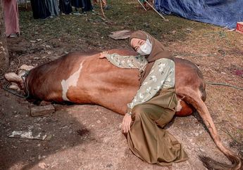 Fantastis! Qurban Sapi Limosin Seberat Hampir 2 Ton, Ria Ricis Beberkan Harga Pasaran Hewan yang Diqurbankan