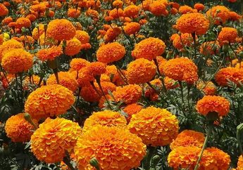 5 Arti Mimpi Diberi Hadiah Bunga Marigold oleh Pria, Ternyata Jadi Pertanda Ada Perasaan Cinta Ini? Simak Penjelasannya