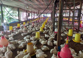 5 Arti Mimpi Beternak Ayam, Ternyata Bisa Melambangkan Kekayaan? Simak Penjelasannya