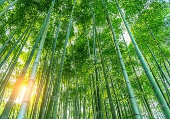 Nyesel Baru Tahu, Pengidap Penyakit  Mematikan Ini Bisa Bernapas Lega Hanya dengan Rutin Minum Rebusan Daun Bambu Setiap Hari!