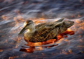 Arti Mimpi Melihat Bebek Mandi, Hati-hati Ternyata Jadi Pertanda Ini, Simak Penjelasannya