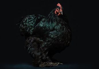 Jangan Sampai Salah Ambil Keputusan! Berikut Ramalan untuk Shio Ayam di Bulan Agustus 2021