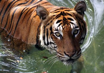 Simak Baik-Baik, Arti Mimpi Dikejar Harimau Ternyata Punya Makna Buruk tentang Hal Ini!