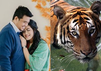 BERITA TERPOPULER: Suami Kahiyang Ayu Kepergok Naik Motor Sendirian Meski Kini jadi Wali Kota Medan, Hingga Kisah Harimau Putus Asa Pergi ke Rumah Warga untuk Minta Pertolongan