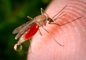 Dunia Hewan: Bagaimana Nyamuk Malaria Menggigit Tubuh Manusia?
