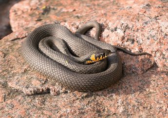 Arti Mimpi Melihat Ular Masuk Rumah Ternyata Punya Makna Mengejutkan, Benarkah Jauh dari Pertanda Buruk?