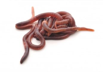 Anti Ribet, Begini Cara Membasmi Cacing di Bak Mandi dengan Mudah, Dijamin Nggak Balik Lagi!