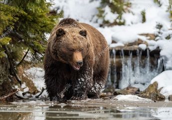 6 Arti Mimpi Melihat Beruang Sampai Dikejar Beruang yang Ternyata Berkaitan dengan Pertanda Buruk, Lakukan Ini Jika Tak Mau Tertimpa Masalah
