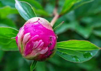 Nggak Usah Pusing Lagi! Ternyata Begini Cara Membasmi Semut Pada Tanaman Hias, Bisa Pakai Air Mendidih Hingga Lemon