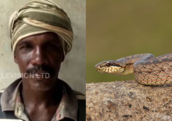 Bikin Syok! Kakinya Digigit Ular Berbisa, Pria Ini Justru Balas Dendam dengan Menggigit Balik si Hewan Melata, Begini Ending Aksi Mengejutkannya!