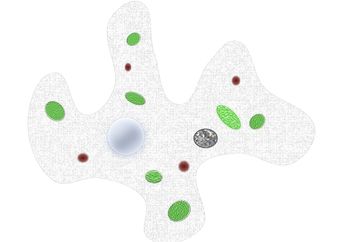 Kunci Jawaban Materi Kelas 6 SD, Kenapa Amoeba Disebut Makhluk Abadi?