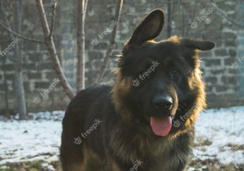 Bisa Jadi Pertanda Baik Maupun Buruk, Inilah Arti Mimpi Tentang Anjing Hitam yang Perlu Kalian Pahami, Simak Yuk!
