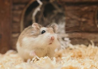 Pelihara Hamster di Rumah? Kenali Tanda Kesehatan dan Penyakit pada Hamster, Yuk!