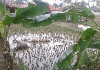 Tak Tahu Ada Bahaya Mengintai, Remaja Berusia 17 Tahun dan 5 Kerbau yang Sedang Digembalanya Tewas di Tengah Sawah Gegara Tersetrum Hal Ini