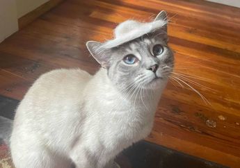 Bikin Gemas, Pemilik Ini Membuatkan Topi Koboi dari Bulu Kucingnya yang Rontok