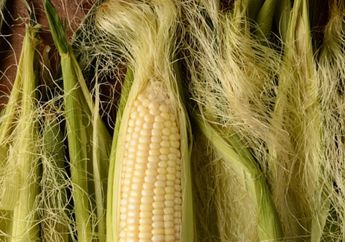 Cuma 15 Menit Rebus Sutra Jagung Lalu Minum Airnya Secara Rutin, Jangan Kaget Kalau 3 Keajaiban Ini Mendadak Kamu Rasakan