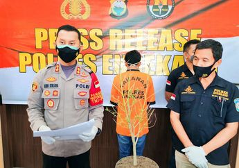 Nekat Tanam Ganja Hidroponik, Pria Ini Ditangkap Jajaran Polres Enrekang, Begini Modusnya