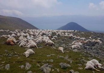 Mengejutkan! 500 Domba di Georgia Selatan Mendadak Mati Serentak di Padang Rumput Hijau, Terungkap Penyebab di Baliknya yang Bikin Syok