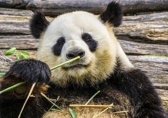 Arti Mimpi Panda yang Jarang Diketahui, Ada Berbagai Macam Makna, Salah Satunya Bakal Ketiban Untung  